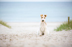 sitting Fox Terrier