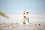 lying Fox Terrier