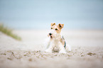 lying Fox Terrier