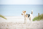 Fox Terrier