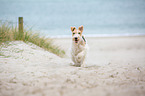 running Fox Terrier