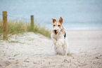 running Fox Terrier