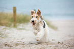 running Fox Terrier