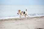 running Fox Terrier