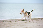 running Fox Terrier