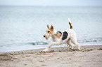 running Fox Terrier