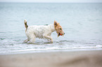 playing Fox Terrier