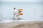 playing Fox Terrier