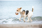 playing Fox Terrier