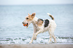 playing Fox Terrier