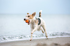 playing Fox Terrier