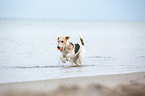 playing Fox Terrier