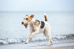 playing Fox Terrier