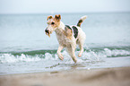 running Fox Terrier