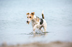 running Fox Terrier