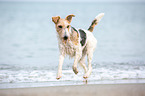 running Fox Terrier