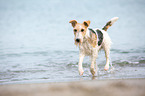 running Fox Terrier