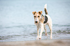 running Fox Terrier