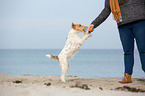 playing Fox Terrier