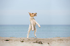 jumping Fox Terrier