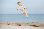 jumping Fox Terrier