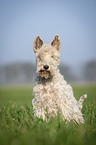 Fox terrier in the meadow