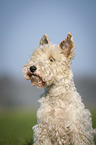 Fox terrier in the meadow