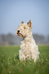 Fox terrier in the meadow