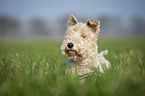 Fox terrier in the meadow