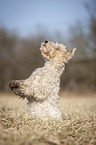 Fox terrier in the meadow