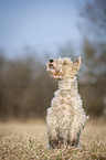 Fox terrier in the meadow