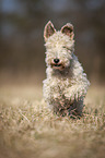 Fox terrier in the meadow