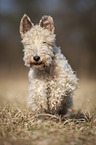 Fox terrier in the meadow