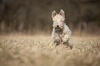 Fox terrier in the meadow