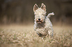 Fox terrier in the meadow