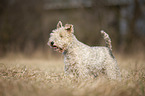 Fox terrier in the meadow