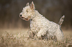 Fox terrier in the meadow