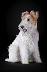 Fox terrier in front of black background