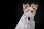 Fox terrier in front of black background