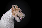 Fox terrier in front of black background