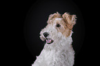 Fox terrier in front of black background