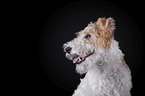 Fox terrier in front of black background