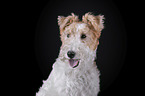 Fox terrier in front of black background