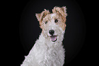 Fox terrier in front of black background
