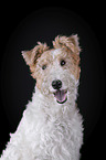 Fox terrier in front of black background