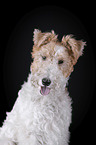 Fox terrier in front of black background