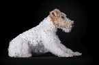 Fox terrier in front of black background