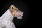 Fox terrier in front of black background