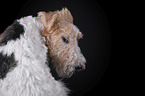 Fox terrier in front of black background