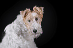 Fox terrier in front of black background